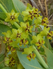 Gomphocarpus glaucophyllus