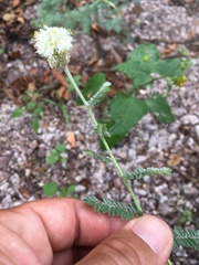 Dalea albiflora