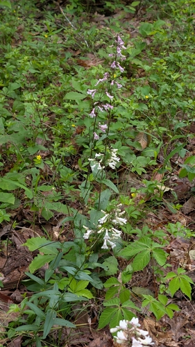 Deam's Beardtongue (Penstemon deamii)