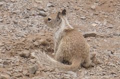 Otospermophilus beecheyi