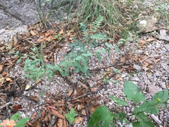 Dalea albiflora