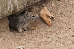 Otospermophilus beecheyi