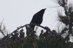 Corvus brachyrhynchos