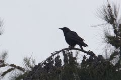 Corvus brachyrhynchos
