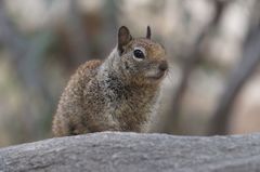 Otospermophilus beecheyi