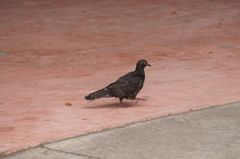 Columba livia