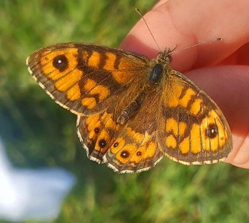 Lasiommata megera