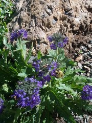 Phacelia lyallii