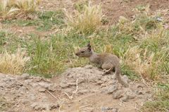 Otospermophilus beecheyi