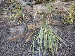 Plantago caucasica