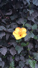 Hibiscus rosa-sinensis