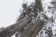 Melanerpes formicivorus