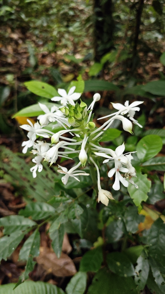 Calanthe odora