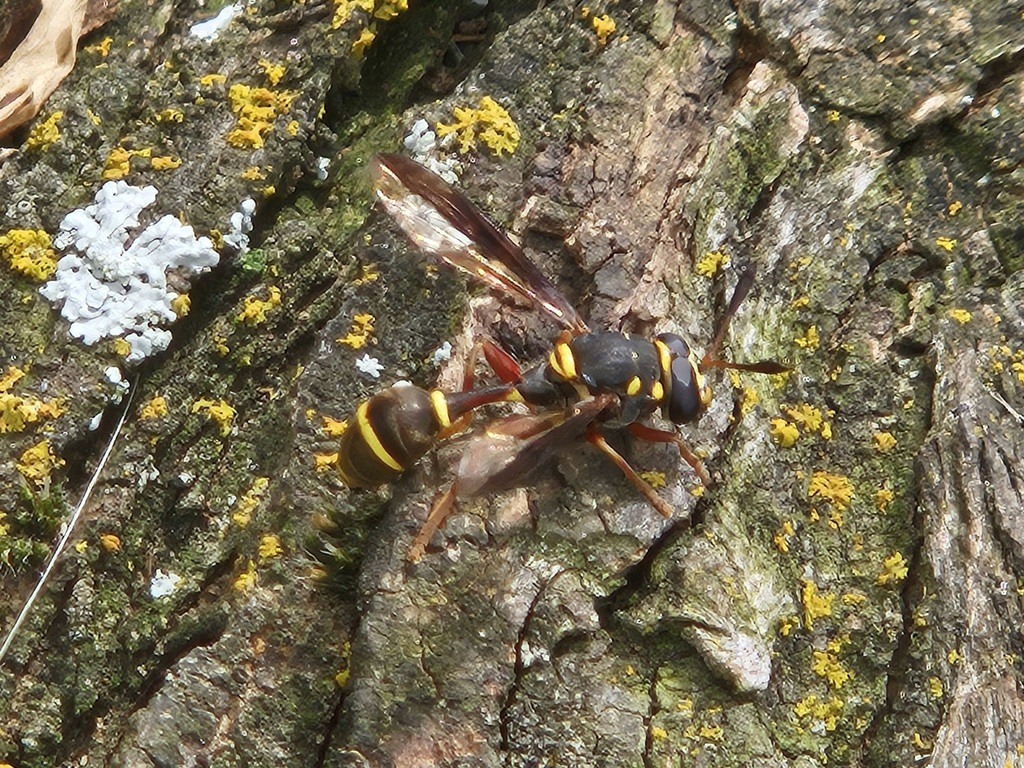 Red-legged Wasp Fly
