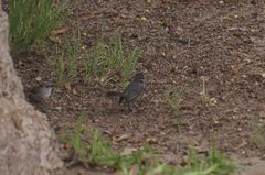 Psaltriparus minimus