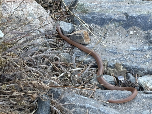 iNaturalist observation photo of Northern Rubber Boa