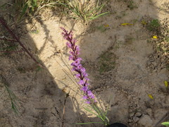 Liatris acidota