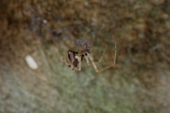 Cryptachaea meraukensis