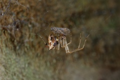 Cryptachaea meraukensis