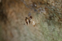 Cryptachaea meraukensis