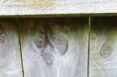 Cryptachaea meraukensis