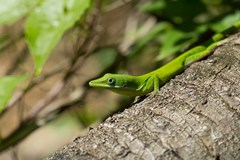 Anolis chlorocyanus