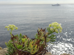 Crithmum maritimum