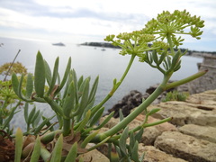 Crithmum maritimum