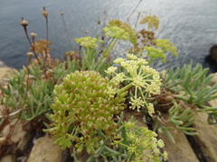 Crithmum maritimum