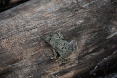 Rhinella scitula
