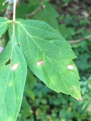Cercospora negundinis