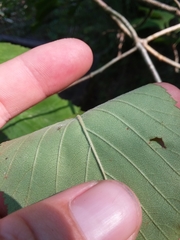 Crataegus calpodendron
