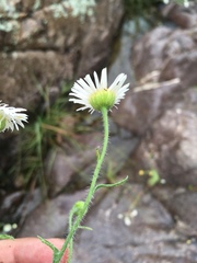 Erigeron oreophilus