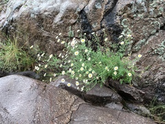 Erigeron oreophilus