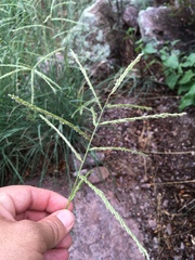 Leptochloa dubia
