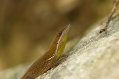 Anolis chlorocyanus