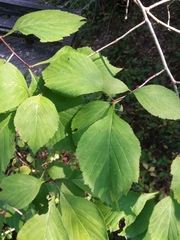 Crataegus calpodendron