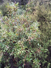 Rhus virens choriophylla