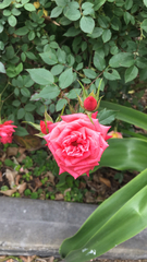 Rosa chinensis