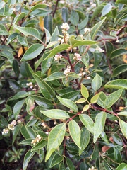 Rhus virens choriophylla