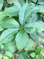 Phyllosticta parthenocissi