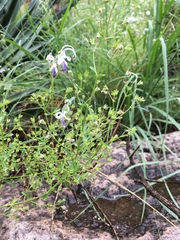 Trichostema arizonicum