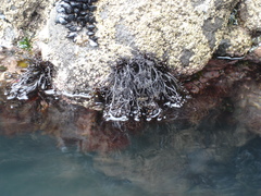 Psilophycus alveatus