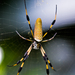 Arañas Tejedoras de Seda Dorada - Photo (c) Justin R, algunos derechos reservados (CC BY-NC-ND)