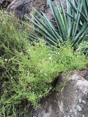 Trichostema arizonicum
