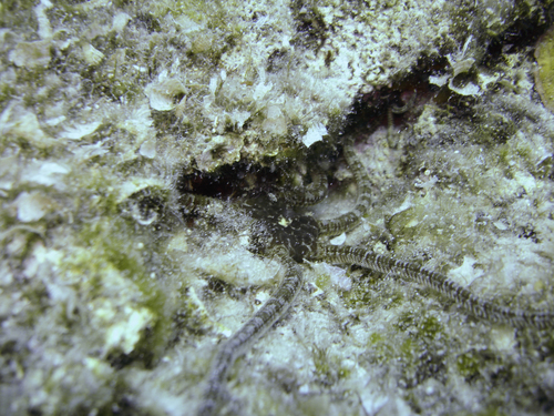 Ophioderma longicaudum