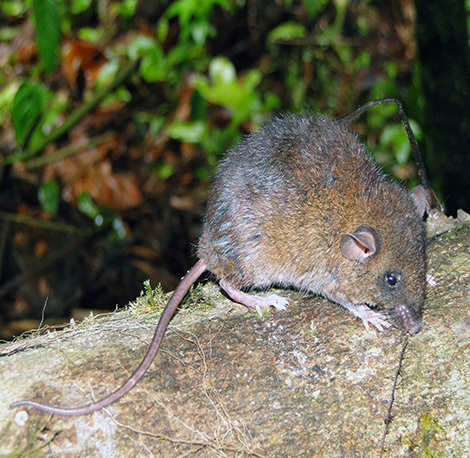 Tate's Oryzomys
