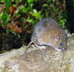 Hylaeamys tatei