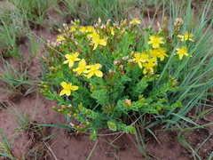 Hypericum aethiopicum