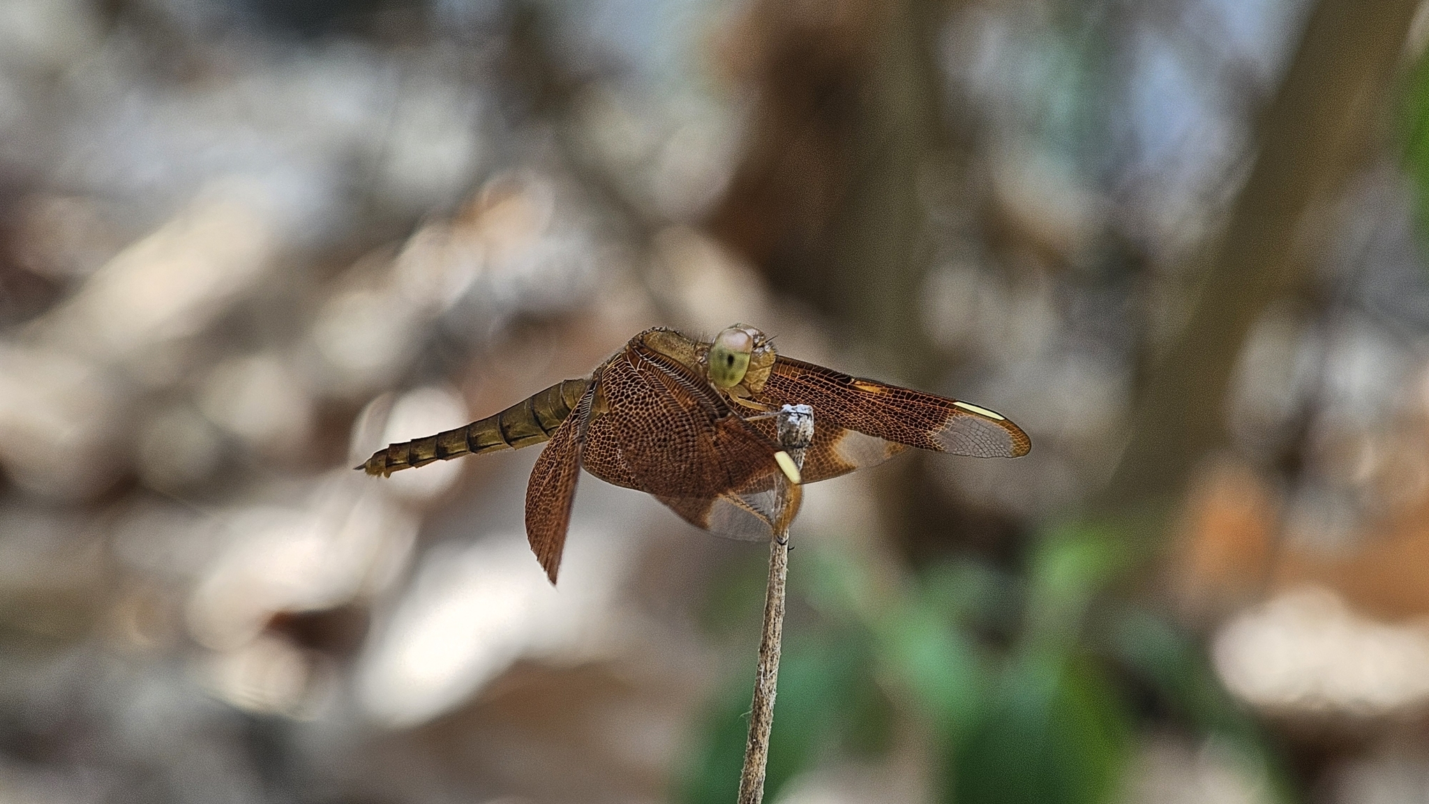 Fulvous Forest Skimmer